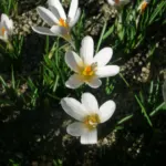 Crocus versicolor — crocus