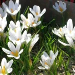 Crocus versicolor — versicolor