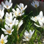 Crocus versicolor — versicolor