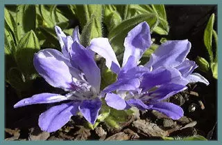 Babiana nana