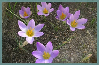Crocus dalmaticus ‘Petrovac’