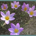Crocus dalmaticus ‘Petrovac’