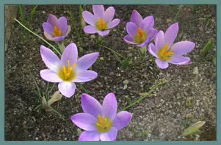 Crocus dalmaticus ‘Petrovac’