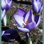 Crocus dalmaticus ‘Petrovac’ — Crocus