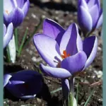 Crocus dalmaticus ‘Petrovac’ — Crocus