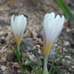 Crocus dalmaticus ‘Petrovac’ — dalmaticus
