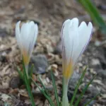 Crocus dalmaticus ‘Petrovac’ — dalmaticus