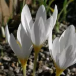 Crocus ochroleucus
