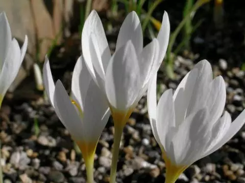 Crocus ochroleucus