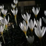 Crocus ochroleucus — ochroleucus