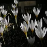 Crocus ochroleucus — ochroleucus