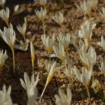 Crocus ochroleucus — crocus