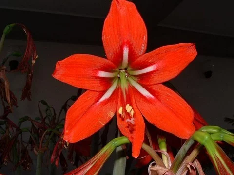 Hippeastrum x johnsonii