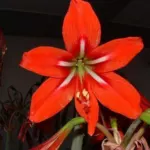Hippeastrum x johnsonii