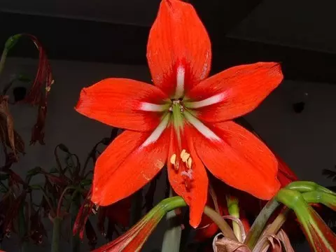 Hippeastrum x johnsonii