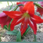 Hippeastrum x johnsonii — Hippeastrum