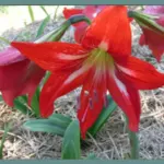 Hippeastrum x johnsonii — Hippeastrum