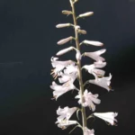 Notholirion thomsonianum