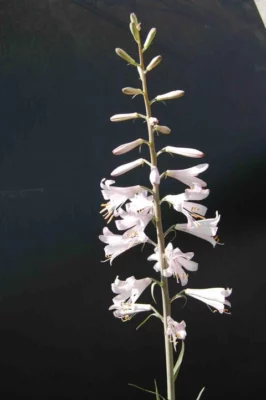 Notholirion thomsonianum