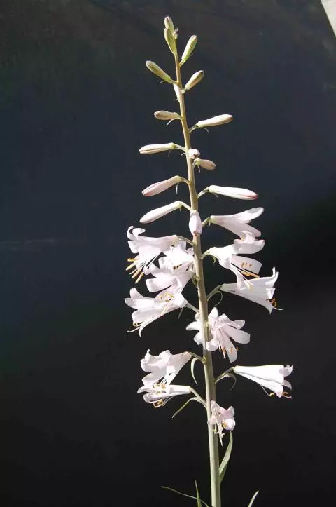Notholirion thomsonianum
