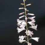 Notholirion thomsonianum