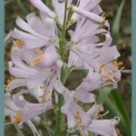 Notholirion thomsonianum — thomsonianum