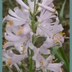 Notholirion thomsonianum — thomsonianum