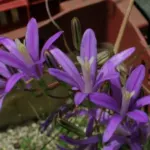 Brodiaea californica