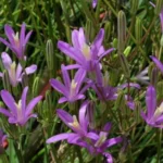 Brodiaea californica — photo 2