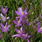Brodiaea californica — Brodiaea