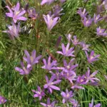Brodiaea californica — californica