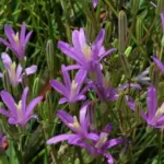 Brodiaea californica — grandiflora