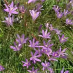 Brodiaea californica — photo 5