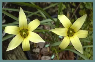 Romulea hirta