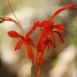 Chasmanthe aethiopica