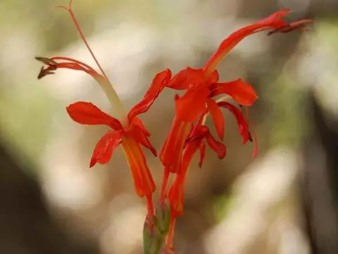 Chasmanthe aethiopica