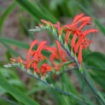 Chasmanthe aethiopica — photo 2