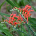 Chasmanthe aethiopica — Chasmanthe