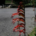 Chasmanthe bicolor