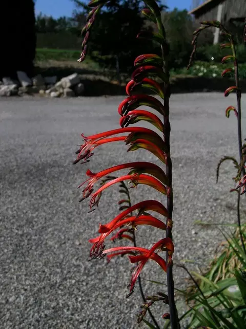 Chasmanthe bicolor