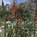 Chasmanthe bicolor — photo 2