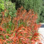 Chasmanthe bicolor — photo 3