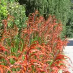 Chasmanthe bicolor — bicolor
