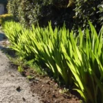 Chasmanthe bicolor — photo 4