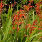 Chasmanthe bicolor — photo 6