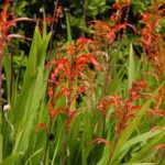 Chasmanthe bicolor — photo 6