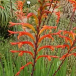 Chasmanthe floribunda