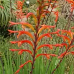 Chasmanthe floribunda