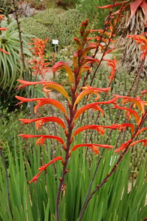 Chasmanthe floribunda