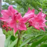 Crinum ‘Ellen Bosanquet’